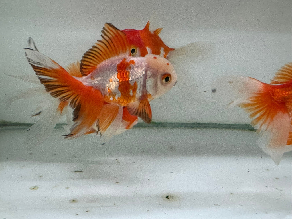 Oranda Red/White Fancy Goldfish 8 - 10cm (Picked at Random) - Newlyn - pets - Newlyn - pets - 