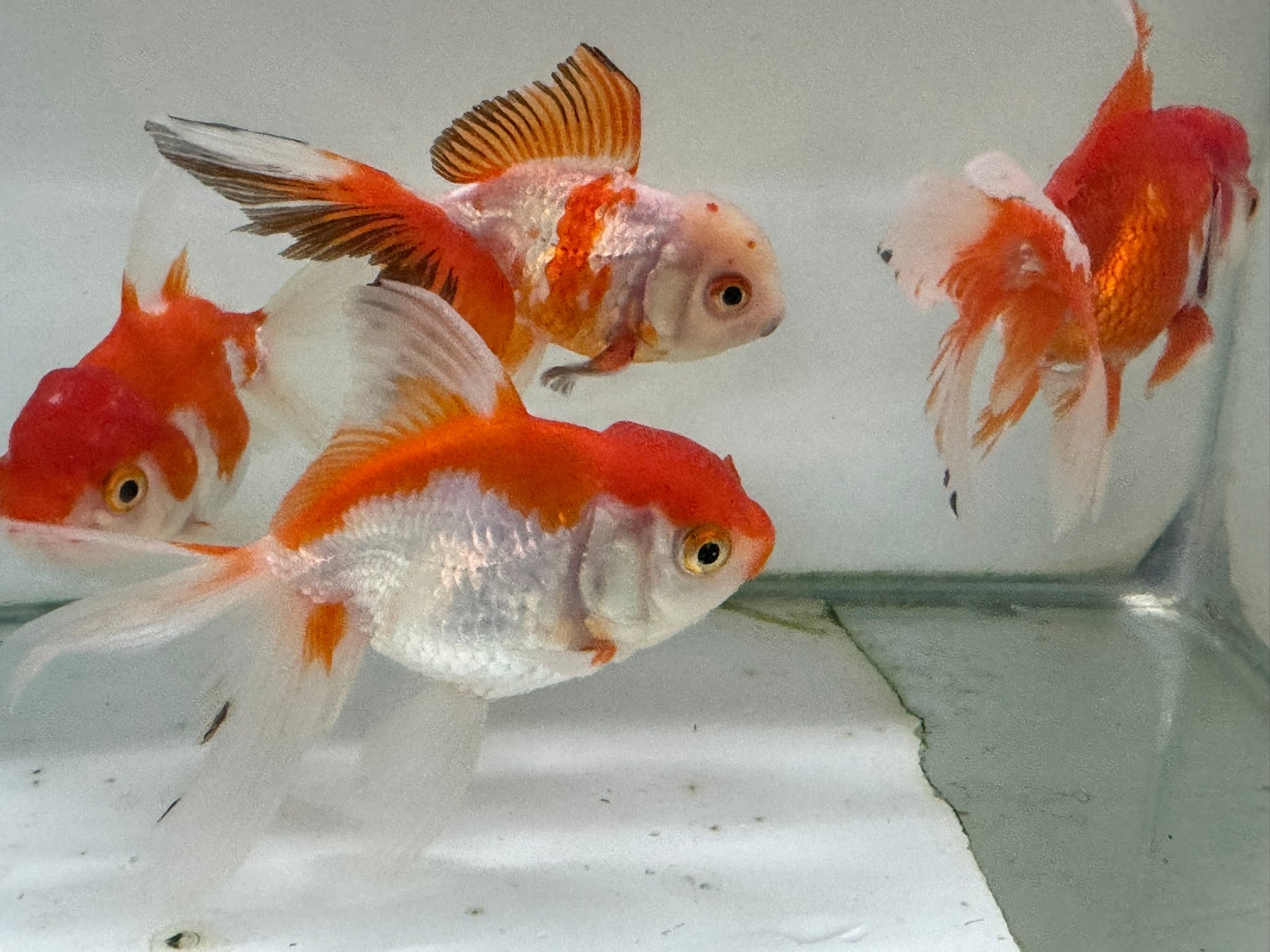 Oranda Red/White Fancy Goldfish 8 - 10cm (Picked at Random) - Newlyn - pets - Newlyn - pets - 