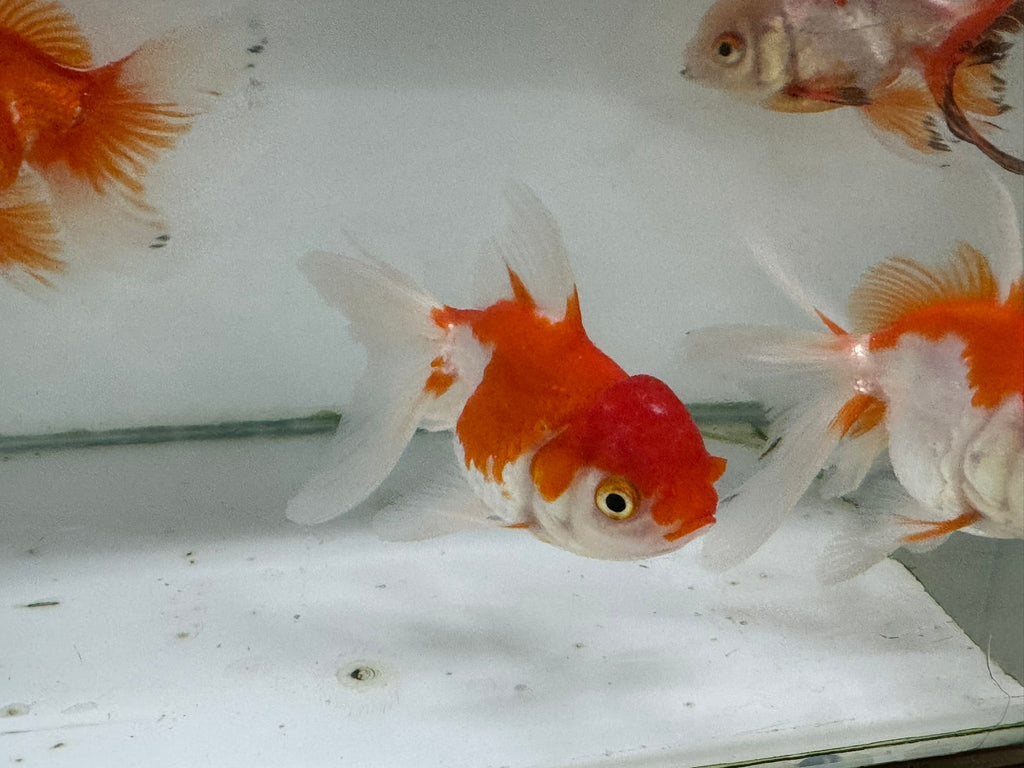 Oranda Red/White Fancy Goldfish 8 - 10cm (Picked at Random) - Newlyn - pets - Newlyn - pets - 