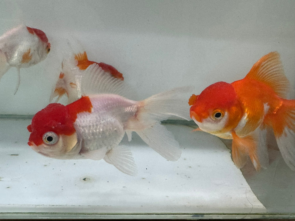 Oranda Red/White Fancy Goldfish 8 - 10cm (Picked at Random) - Newlyn - pets - Newlyn - pets - 