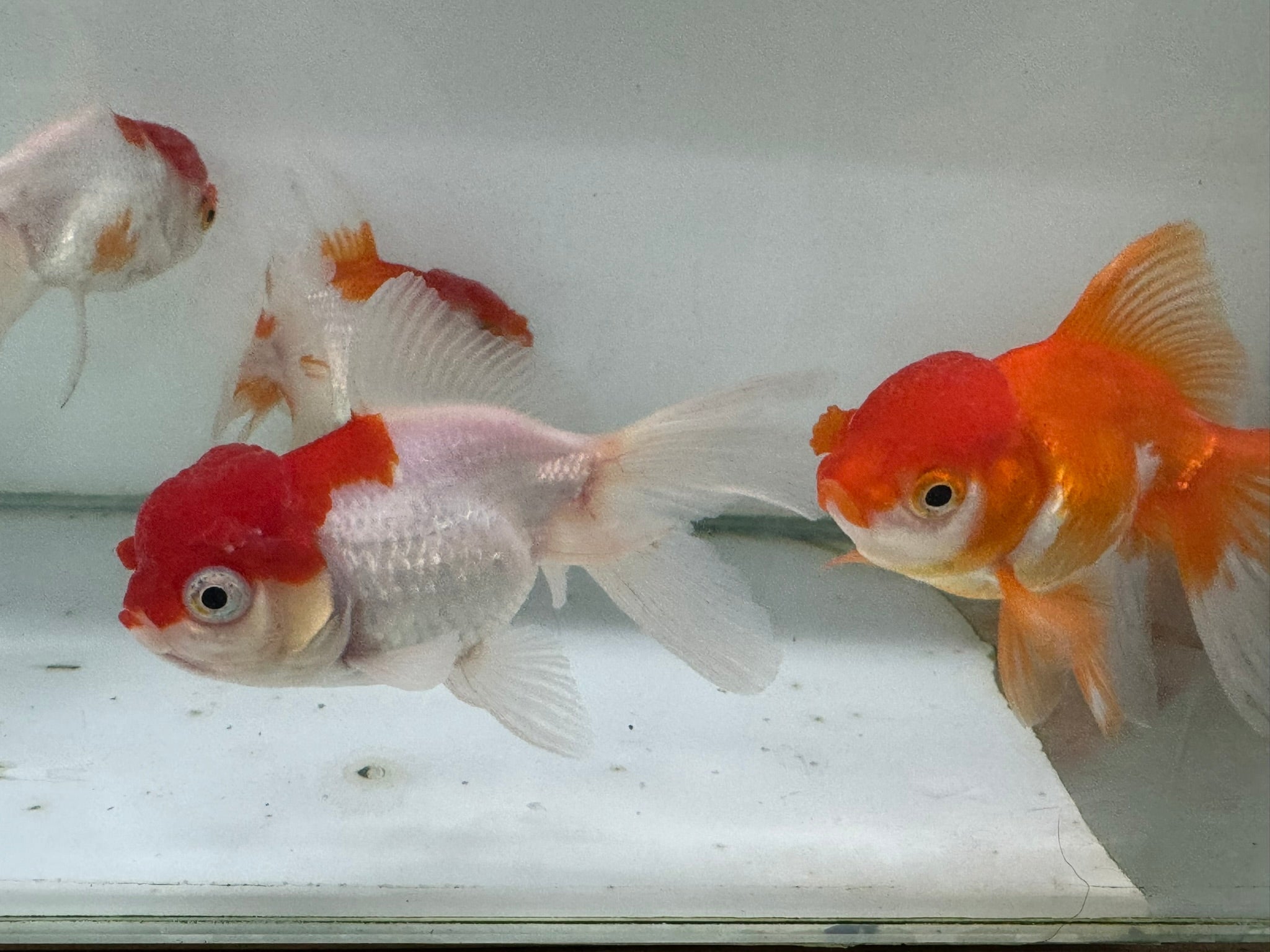 Oranda Red/White Fancy Goldfish 8 - 10cm (Picked at Random) - Newlyn - pets - Newlyn - pets - 