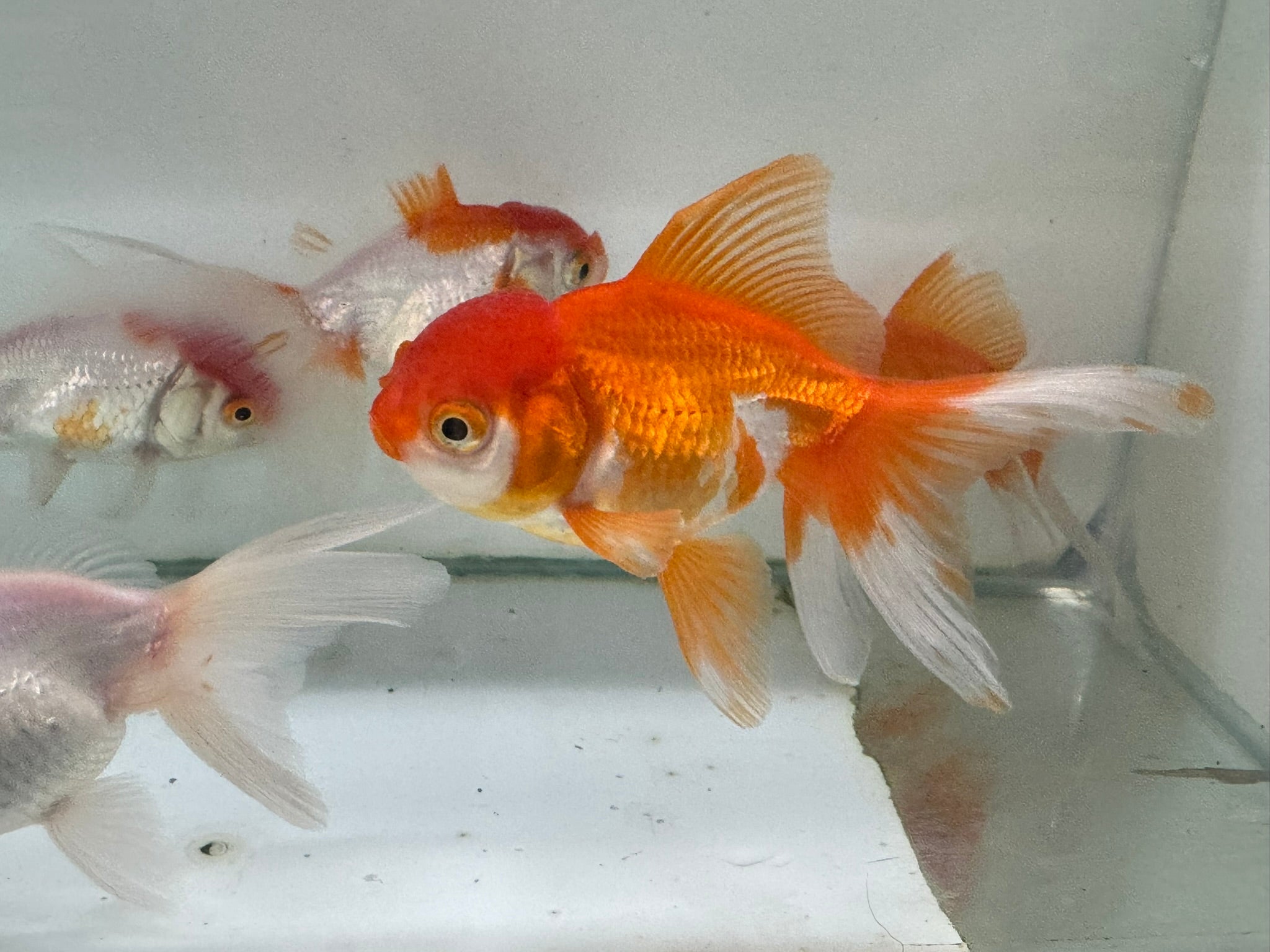 Oranda Red/White Fancy Goldfish 8 - 10cm (Picked at Random) - Newlyn - pets - Newlyn - pets - 
