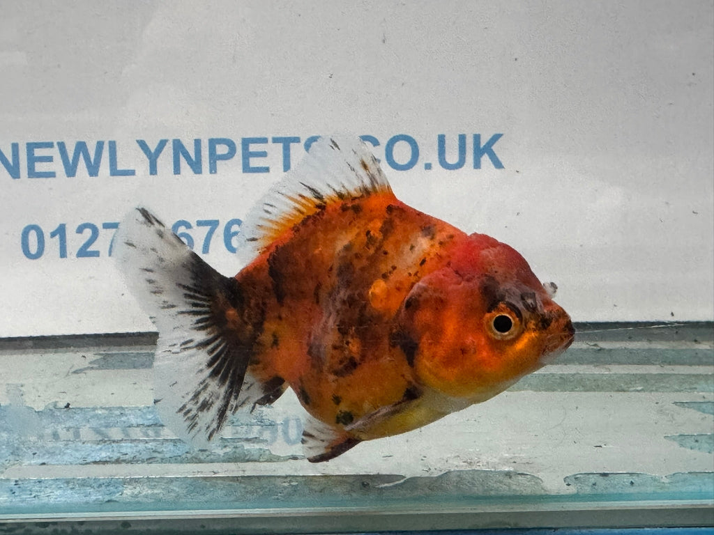 Oranda Short Tail 10cm OR4 (Fish in photo) - Newlyn - pets - Newlyn - pets - 
