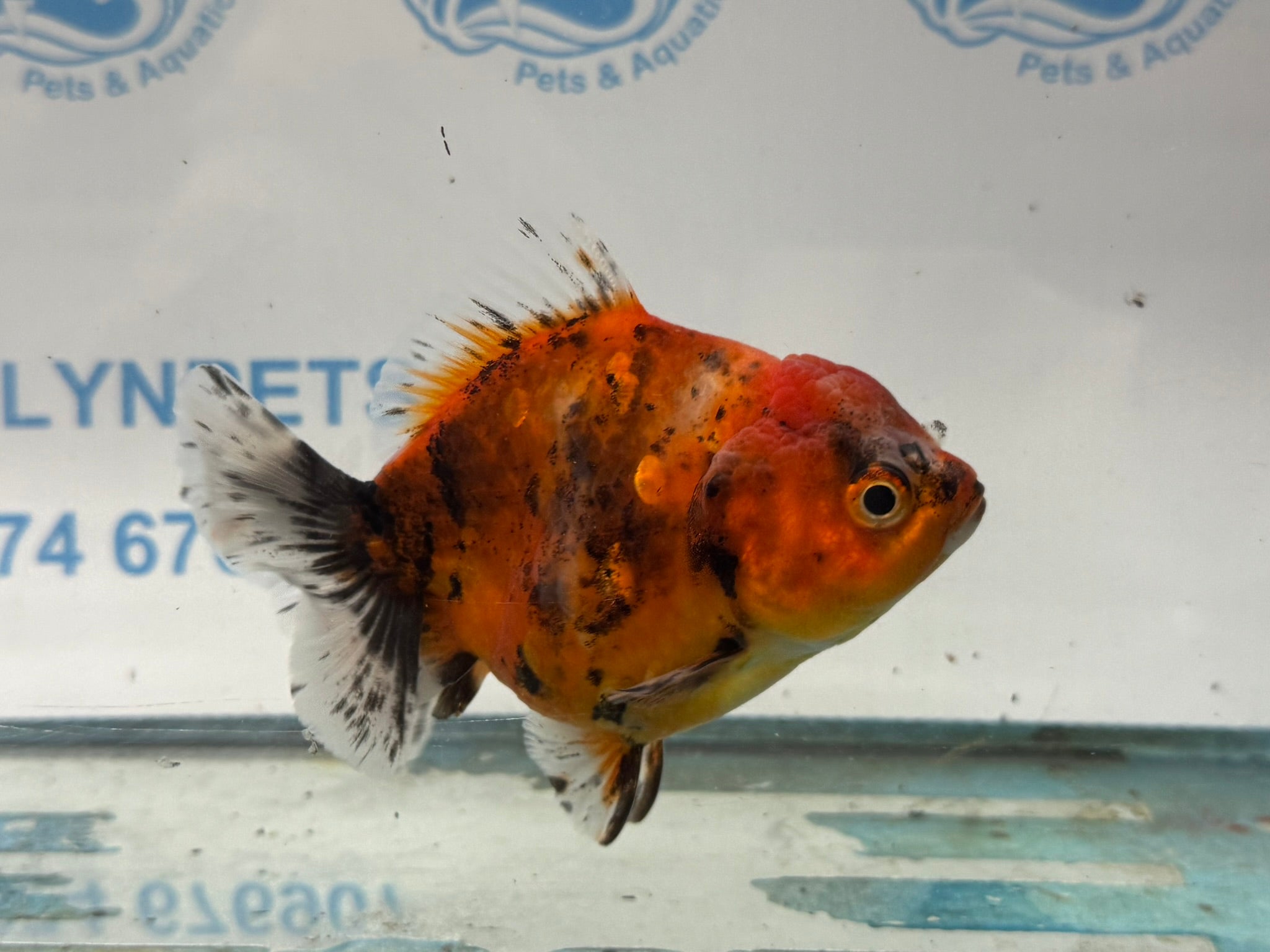 Oranda Short Tail 10cm OR4 (Fish in photo) - Newlyn - pets - Newlyn - pets - 