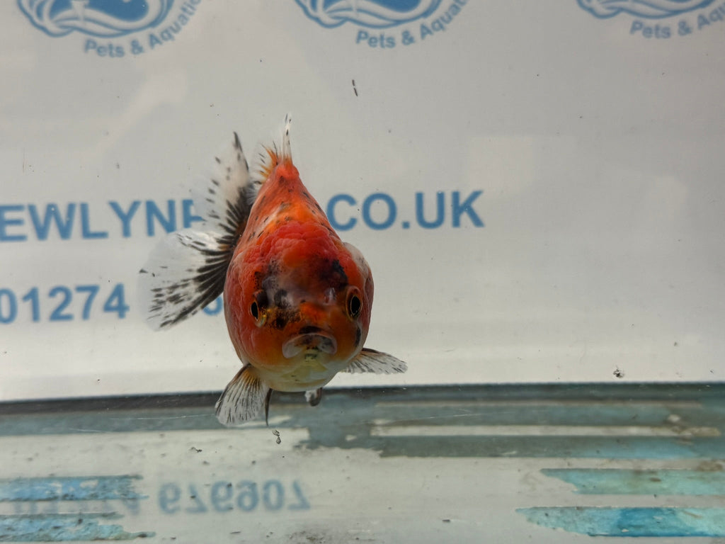 Oranda Short Tail 10cm OR4 (Fish in photo) - Newlyn - pets - Newlyn - pets - 