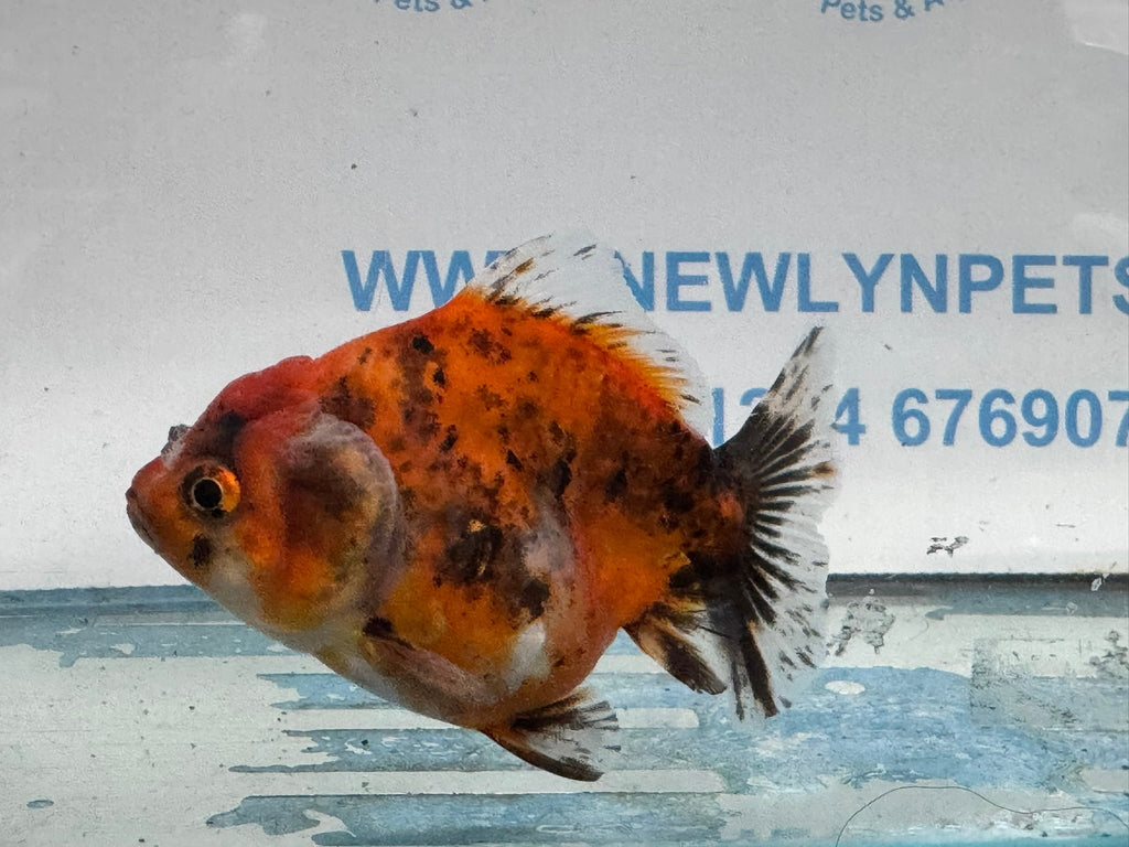 Oranda Short Tail 10cm OR4 (Fish in photo) - Newlyn - pets - Newlyn - pets - 