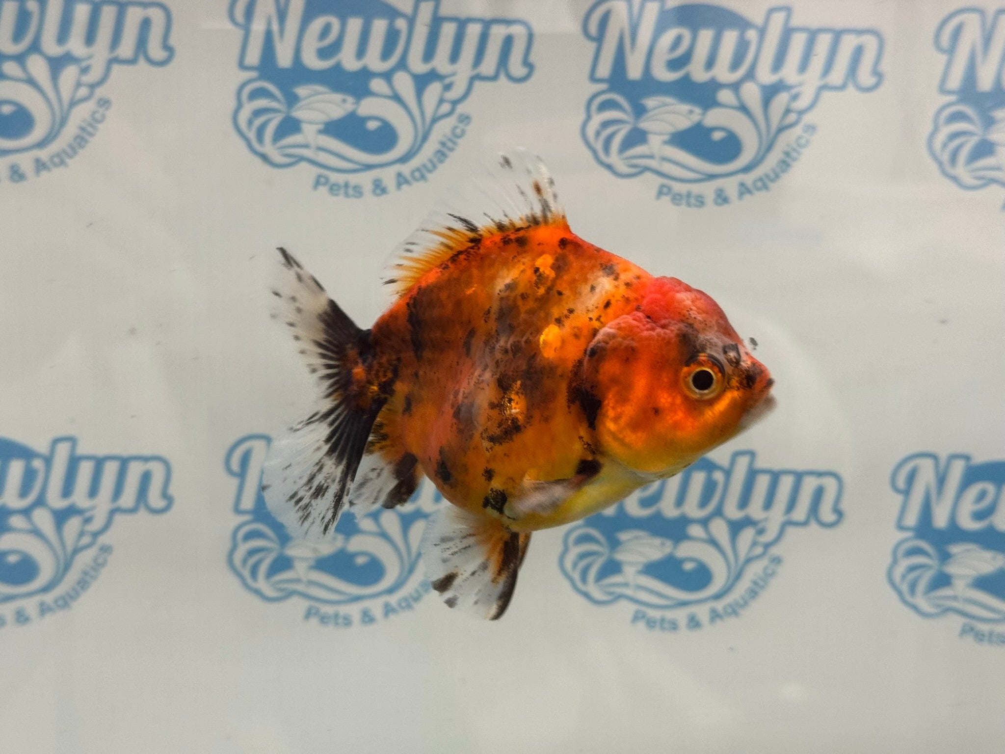 Oranda Short Tail 10cm OR4 (Fish in photo) - Newlyn - pets - Newlyn - pets - 