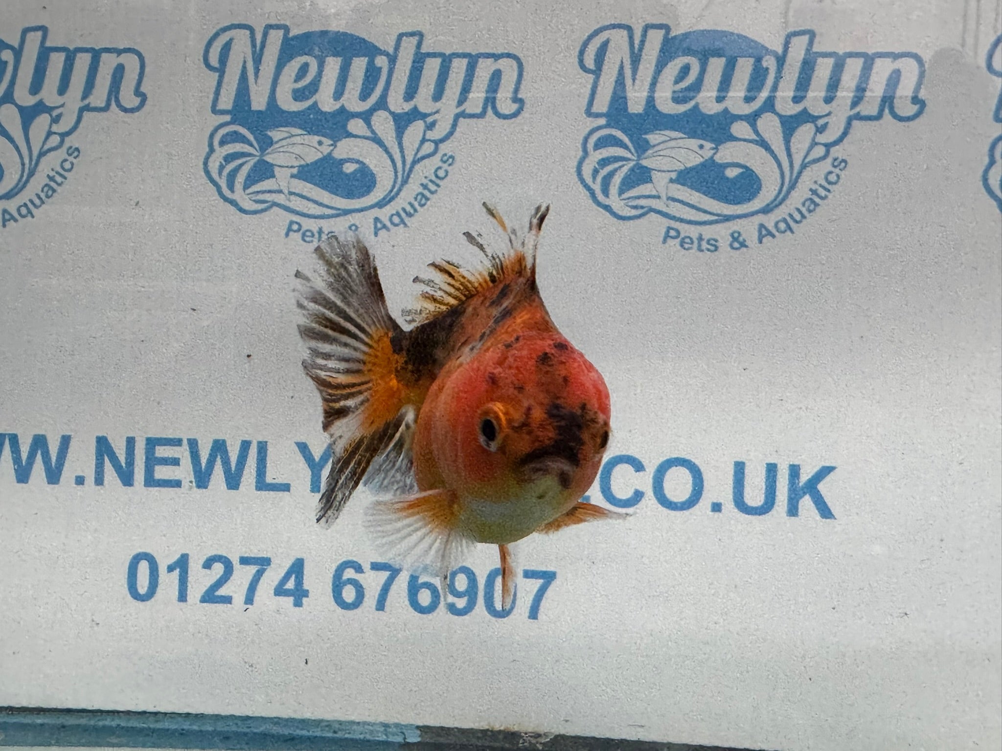 Oranda Short Tail 10cm OR6 (Fish in photo) - Newlyn - pets - Newlyn - pets - 