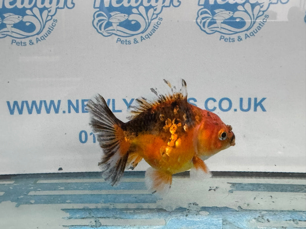 Oranda Short Tail 10cm OR6 (Fish in photo) - Newlyn - pets - Newlyn - pets - 