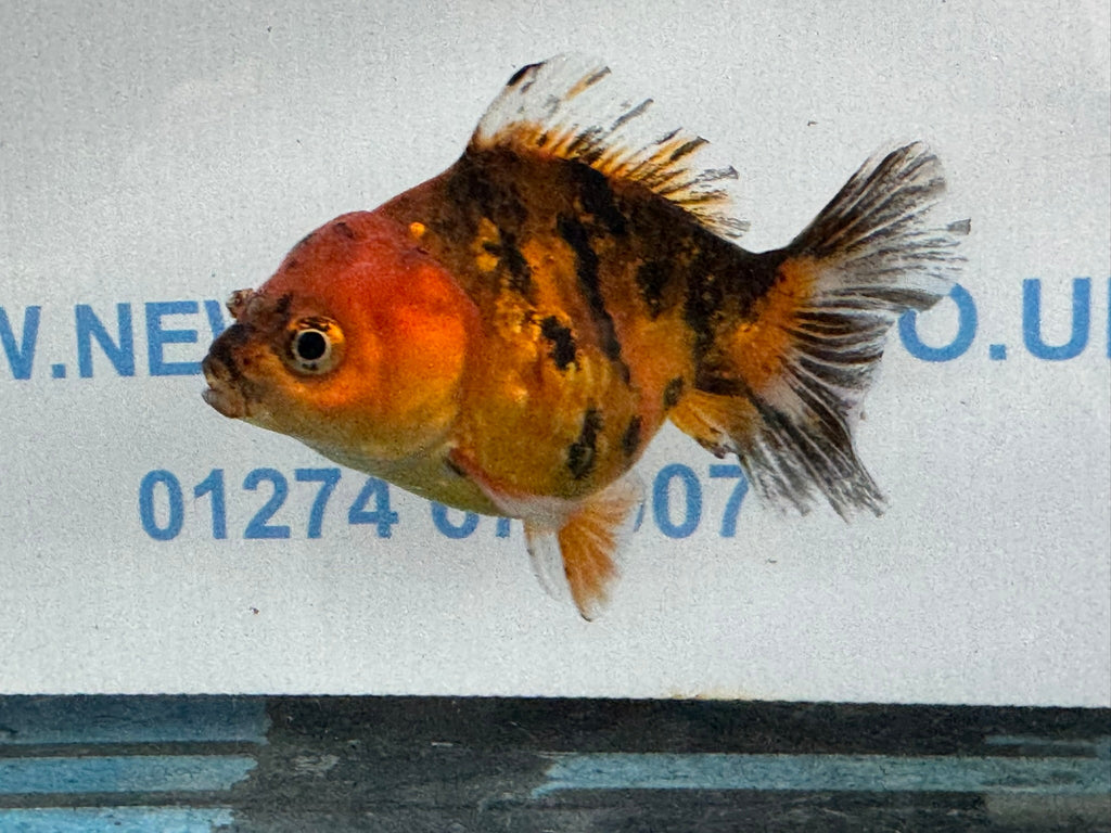 Oranda Short Tail 10cm OR6 (Fish in photo) - Newlyn - pets - Newlyn - pets - 