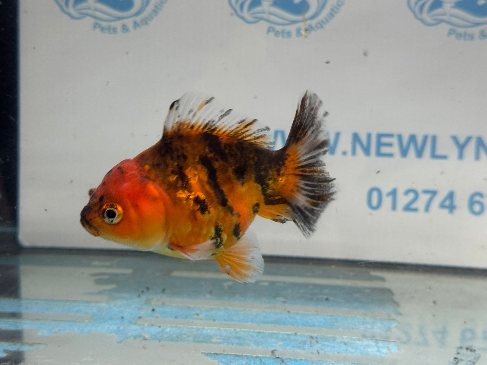 Oranda Short Tail 10cm OR6 (Fish in photo) - Newlyn - pets - Newlyn - pets - 