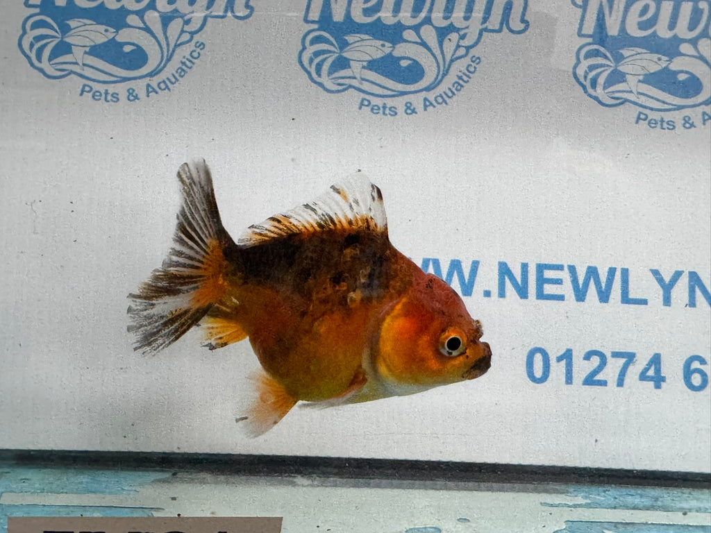 Oranda Short Tail 10cm OR6 (Fish in photo) - Newlyn - pets - Newlyn - pets - 