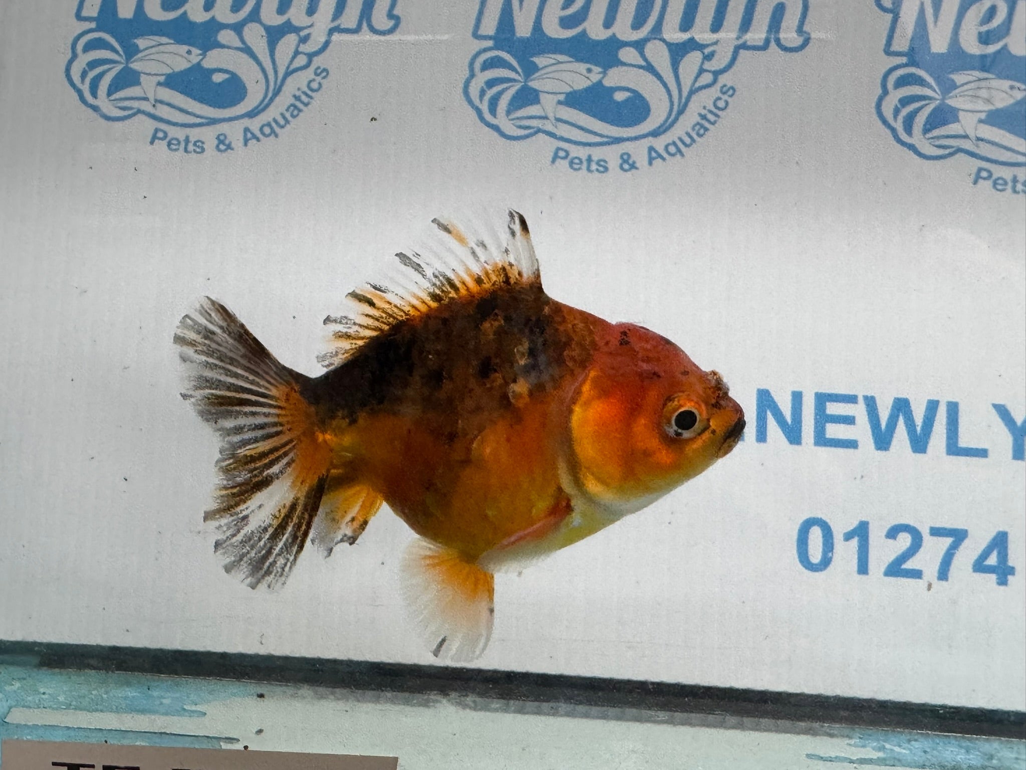 Oranda Short Tail 10cm OR6 (Fish in photo) - Newlyn - pets - Newlyn - pets - 
