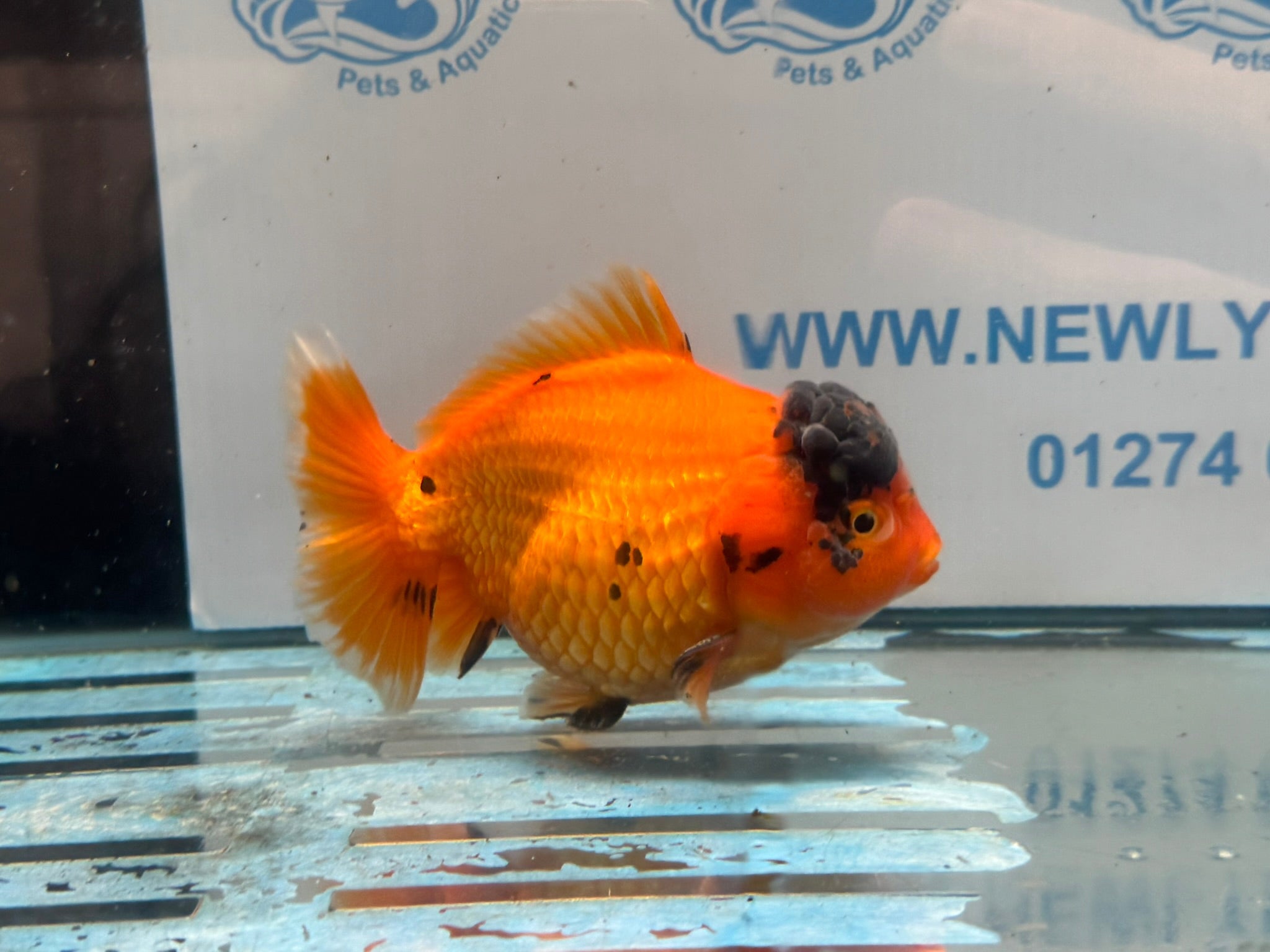 Oranda Short Tail 12-13cm OR2 (Fish in photo) - Newlyn-pets - Newlyn-pets - 