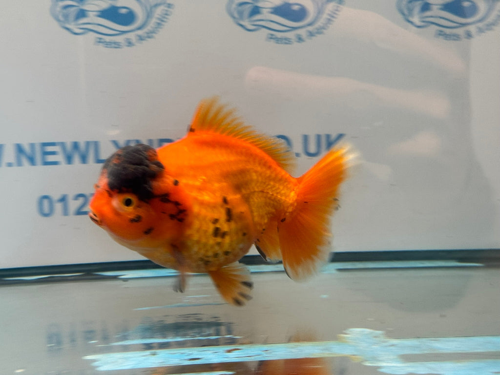 Oranda Short Tail 12-13cm OR2 (Fish in photo) - Newlyn-pets - Newlyn-pets - 