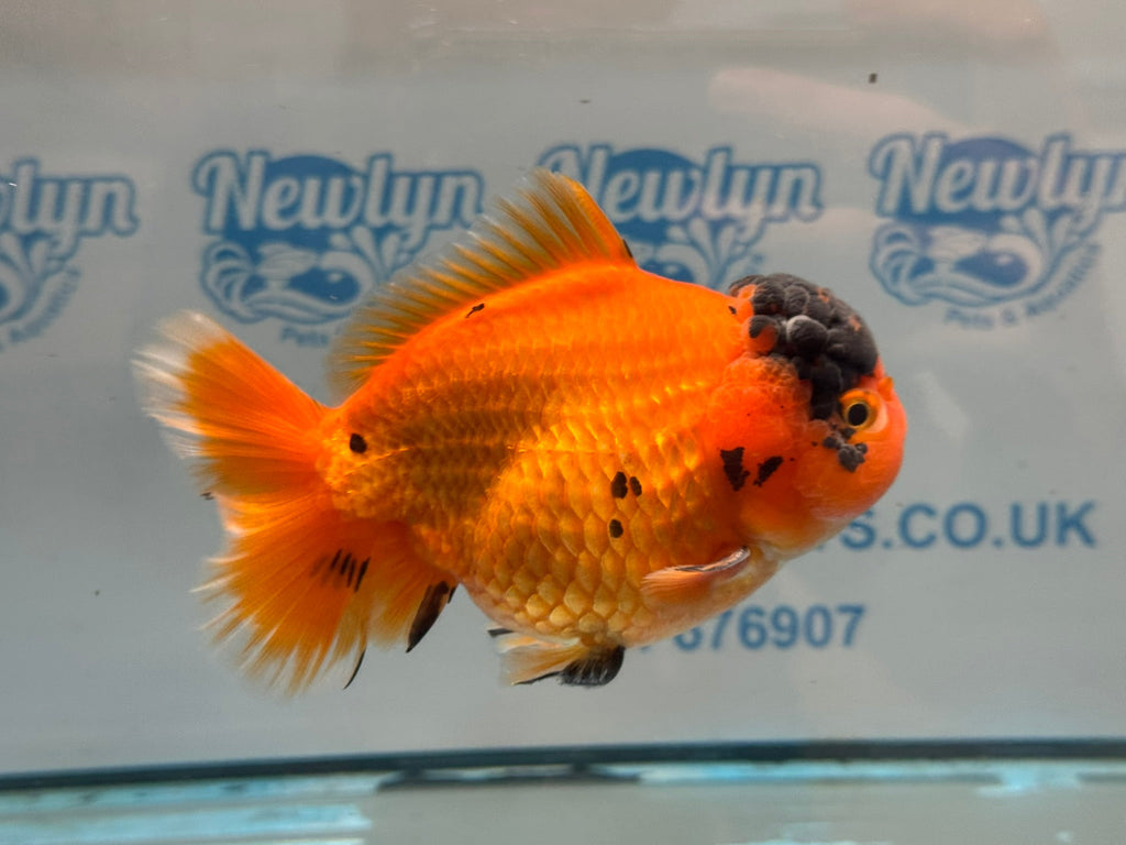 Oranda Short Tail 12-13cm OR2 (Fish in photo) - Newlyn-pets - Newlyn-pets - 