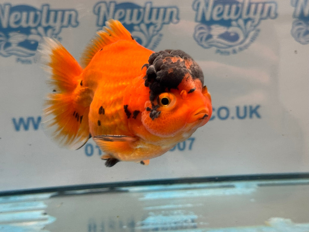 Oranda Short Tail 12-13cm OR2 (Fish in photo) - Newlyn-pets - Newlyn-pets - 