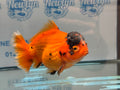 Oranda Short Tail 12-13cm OR2 (Fish in photo) - Newlyn-pets - Newlyn-pets - 