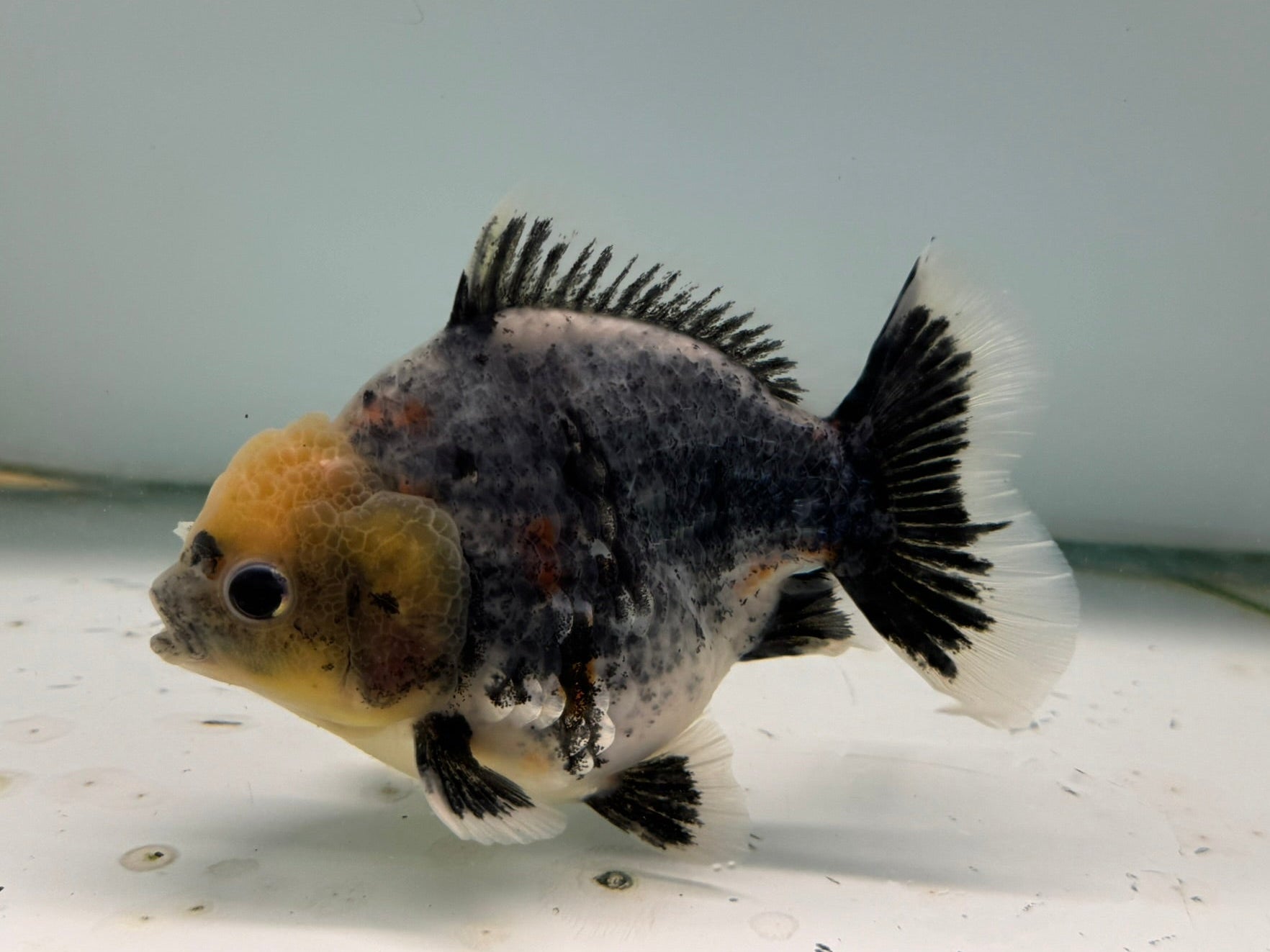 Oranda Short Tail 12 - 13cm OR6 (Fish in photo) - Newlyn - pets - Newlyn - pets - 