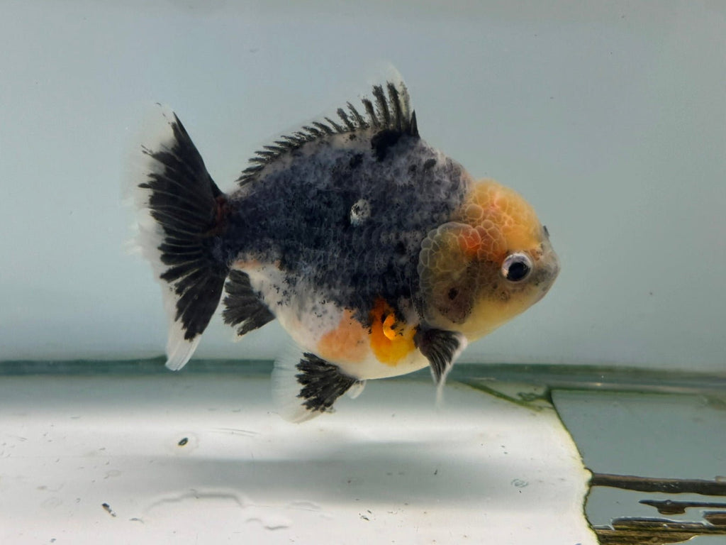 Oranda Short Tail 12 - 13cm OR6 (Fish in photo) - Newlyn - pets - Newlyn - pets - 