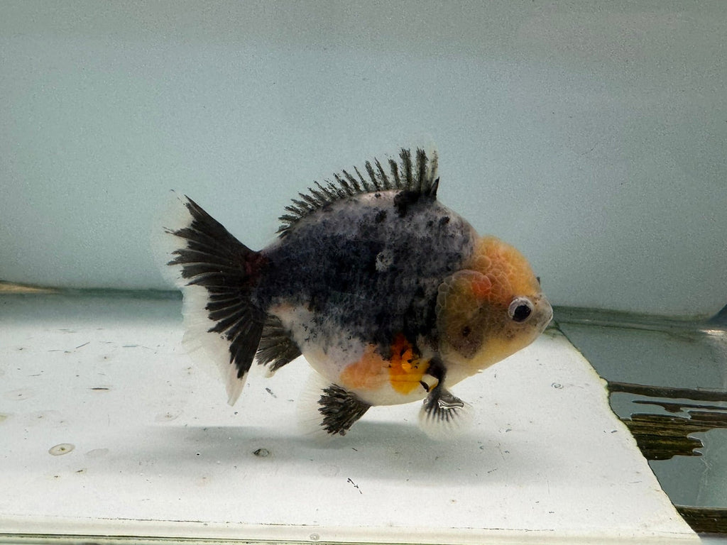 Oranda Short Tail 12 - 13cm OR6 (Fish in photo) - Newlyn - pets - Newlyn - pets - 