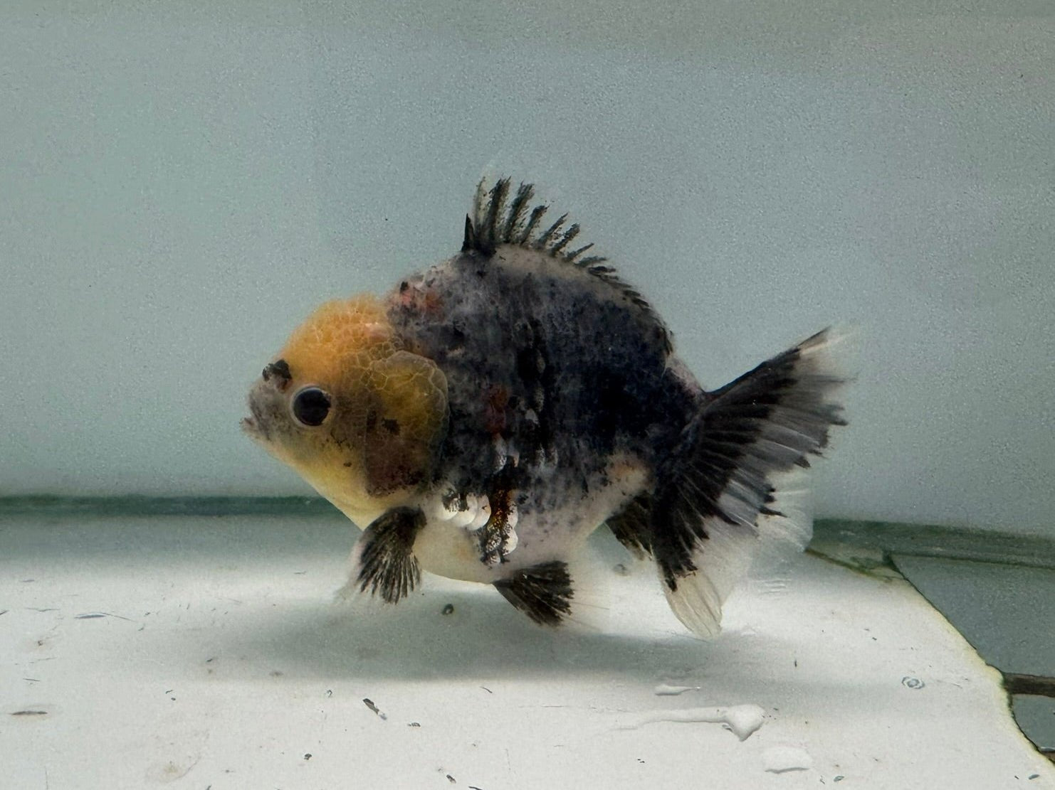 Oranda Short Tail 12 - 13cm OR6 (Fish in photo) - Newlyn - pets - Newlyn - pets - 