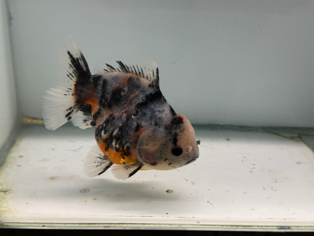 Oranda Short Tail 12 - 13cm OR7 (Fish in photo) - Newlyn - pets - Newlyn - pets - 