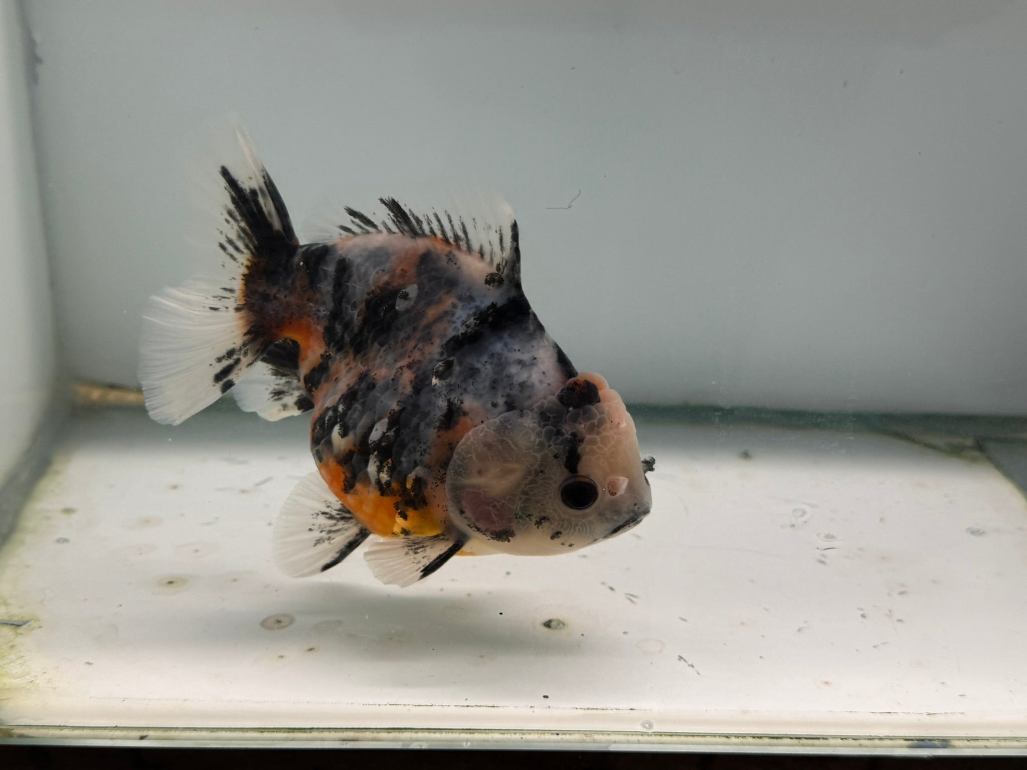 Oranda Short Tail 12 - 13cm OR7 (Fish in photo) - Newlyn - pets - Newlyn - pets - 