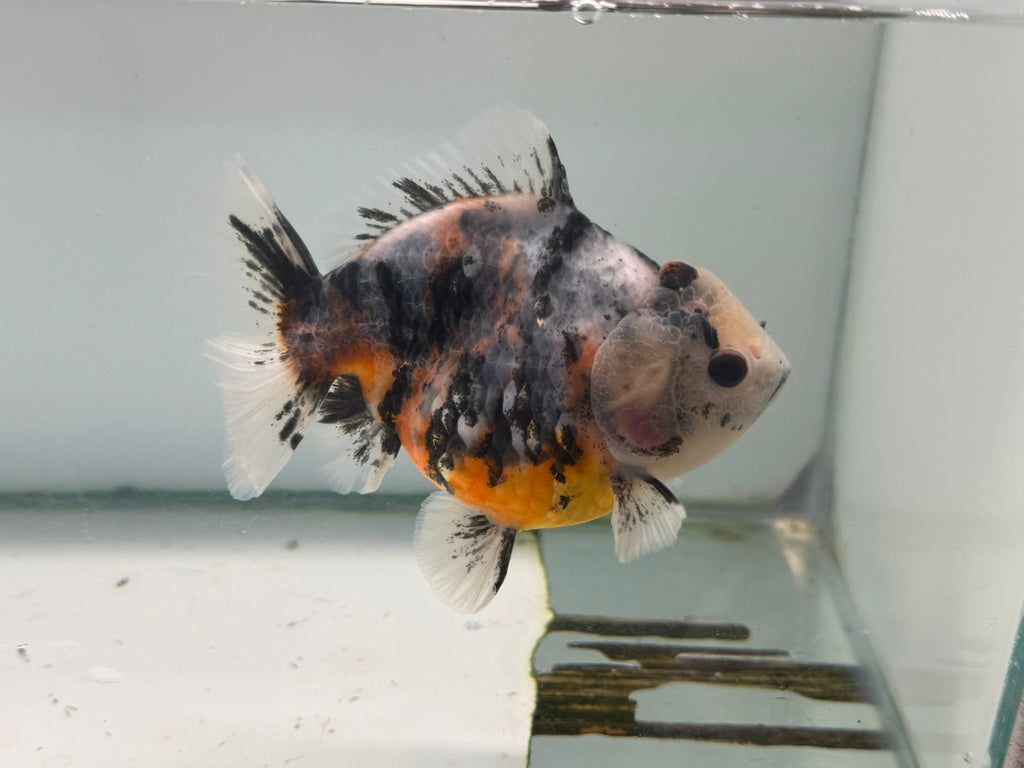 Oranda Short Tail 12 - 13cm OR7 (Fish in photo) - Newlyn - pets - Newlyn - pets - 