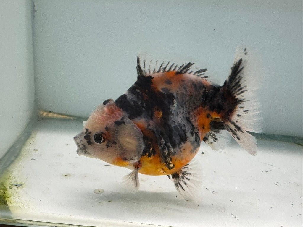 Oranda Short Tail 12 - 13cm OR7 (Fish in photo) - Newlyn - pets - Newlyn - pets - 