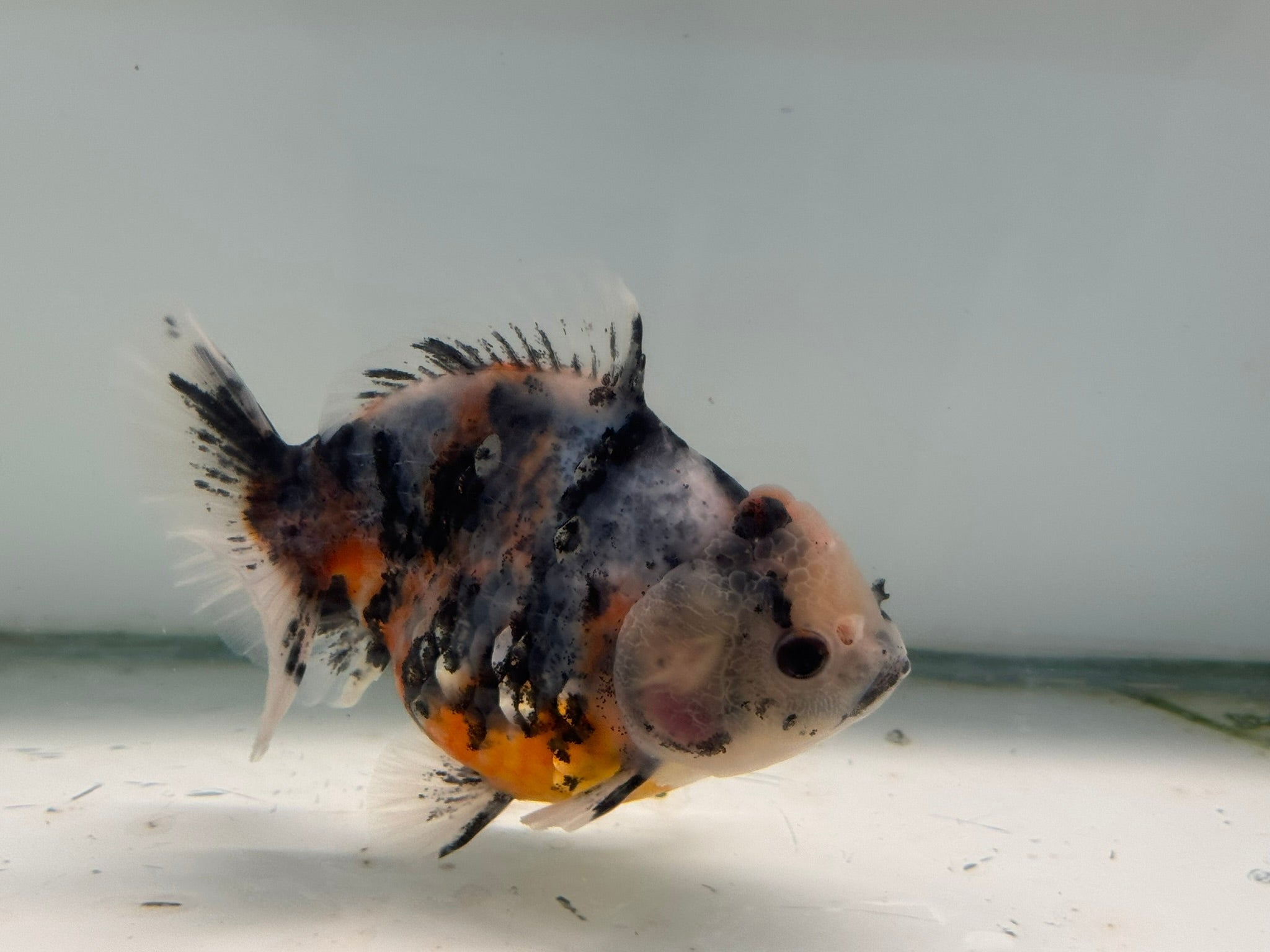 Oranda Short Tail 12 - 13cm OR7 (Fish in photo) - Newlyn - pets - Newlyn - pets - 