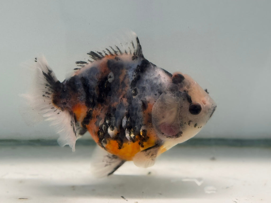 Oranda Short Tail 12 - 13cm OR7 (Fish in photo) - Newlyn - pets - Newlyn - pets - 