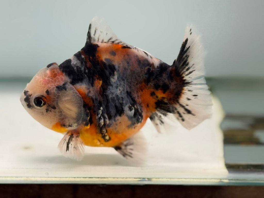 Oranda Short Tail 12 - 13cm OR7 (Fish in photo) - Newlyn - pets - Newlyn - pets - 