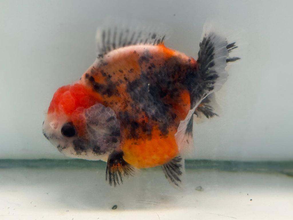 Oranda Short Tail 12 - 13cm OR8 (Fish in photo) - Newlyn - pets - Newlyn - pets - 