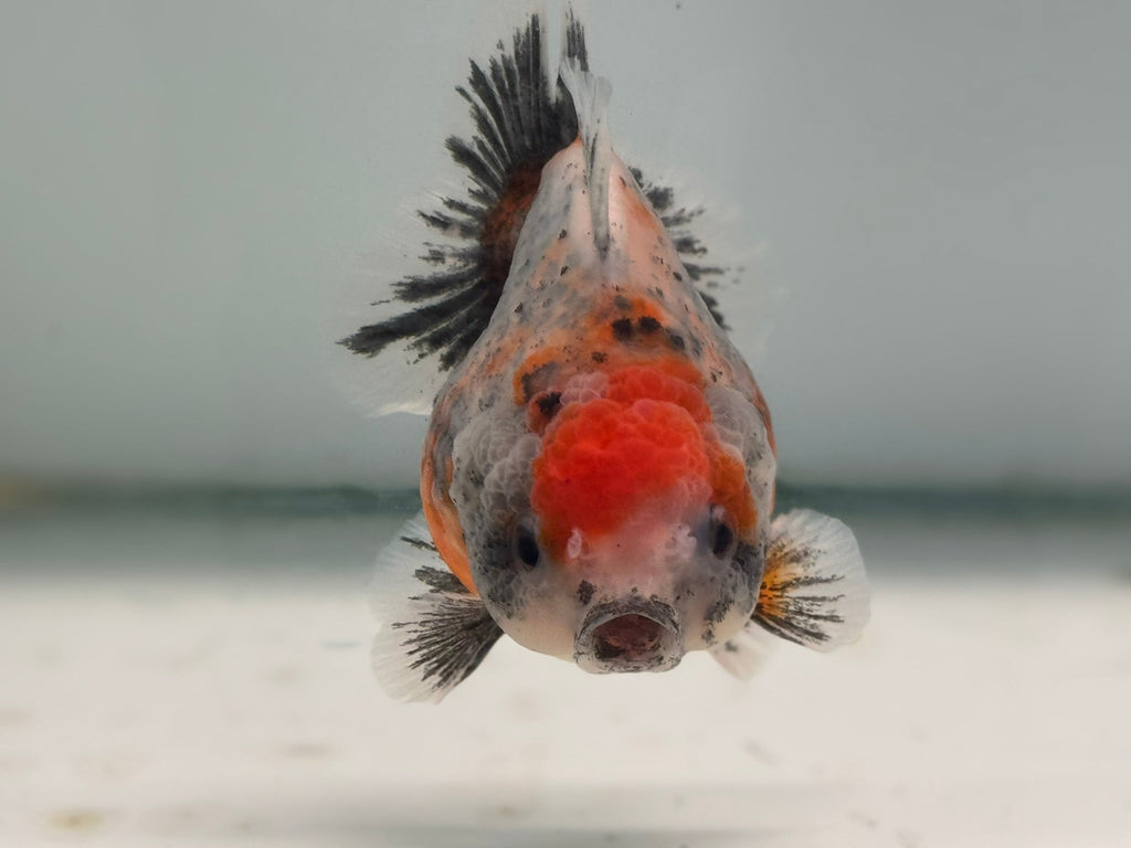 Oranda Short Tail 12 - 13cm OR8 (Fish in photo) - Newlyn - pets - Newlyn - pets - 