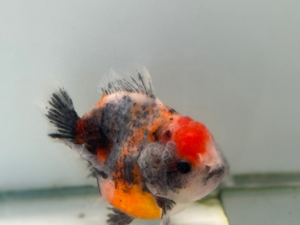 Oranda Short Tail 12 - 13cm OR8 (Fish in photo) - Newlyn - pets - Newlyn - pets - 