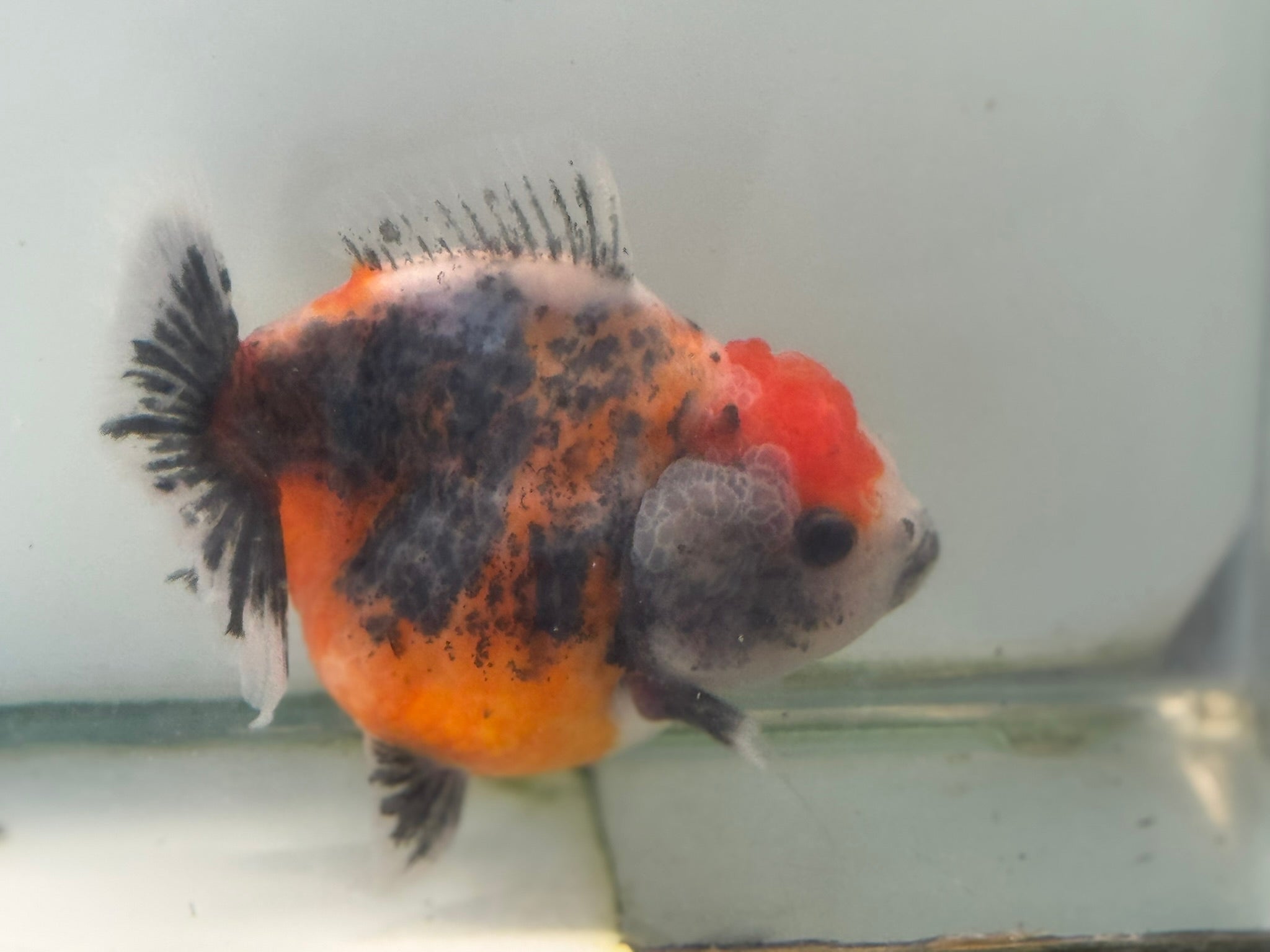 Oranda Short Tail 12 - 13cm OR8 (Fish in photo) - Newlyn - pets - Newlyn - pets - 
