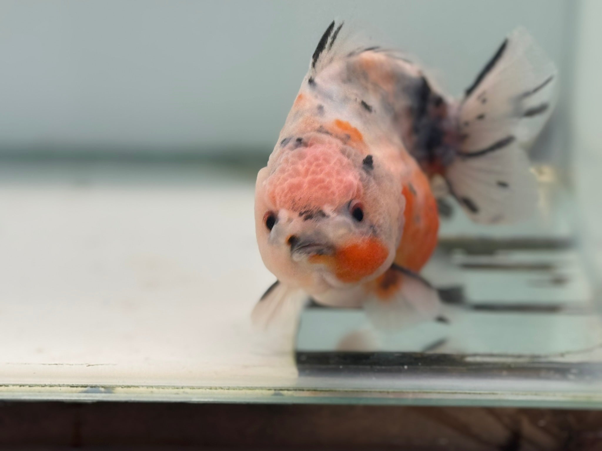 Oranda Short Tail 12 - 13cm OR9 (Fish in photo) - Newlyn - pets - Newlyn - pets - 