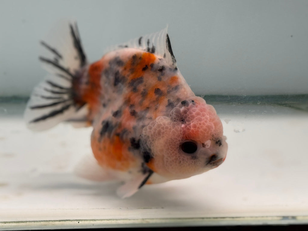 Oranda Short Tail 12 - 13cm OR9 (Fish in photo) - Newlyn - pets - Newlyn - pets - 