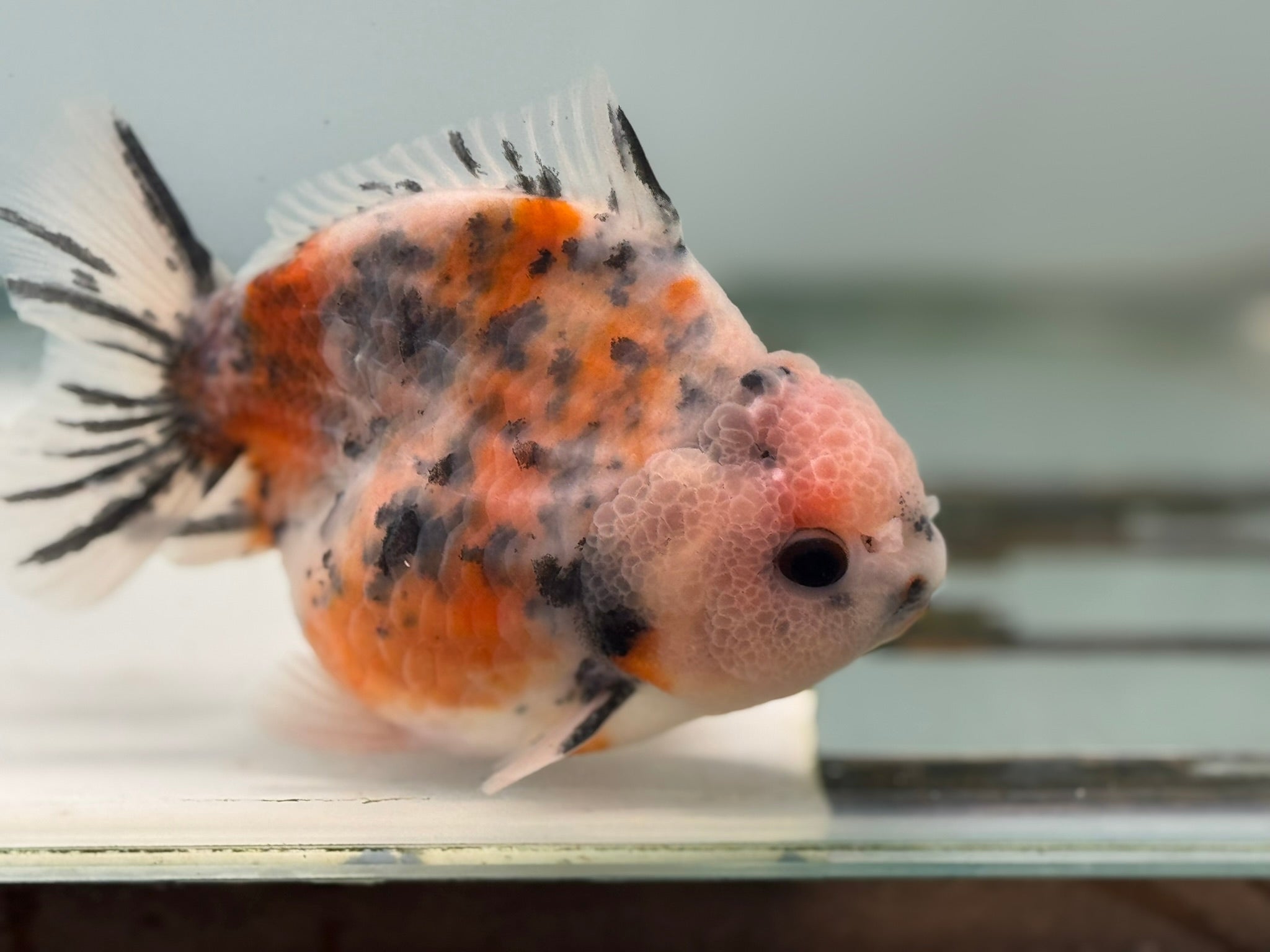 Oranda Short Tail 12 - 13cm OR9 (Fish in photo) - Newlyn - pets - Newlyn - pets - 