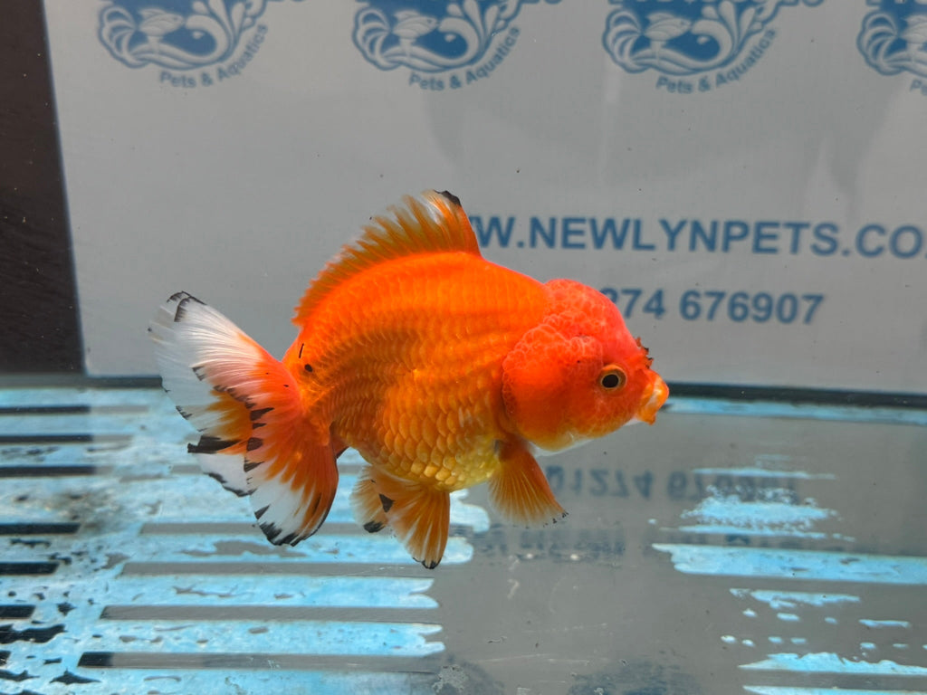 Oranda Short Tail 12cm OR1 (Fish in photo) - Newlyn-pets - Newlyn-pets - 