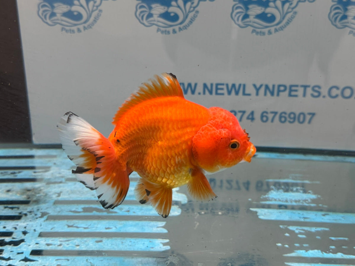 Oranda Short Tail 12cm OR1 (Fish in photo) - Newlyn-pets - Newlyn-pets - 