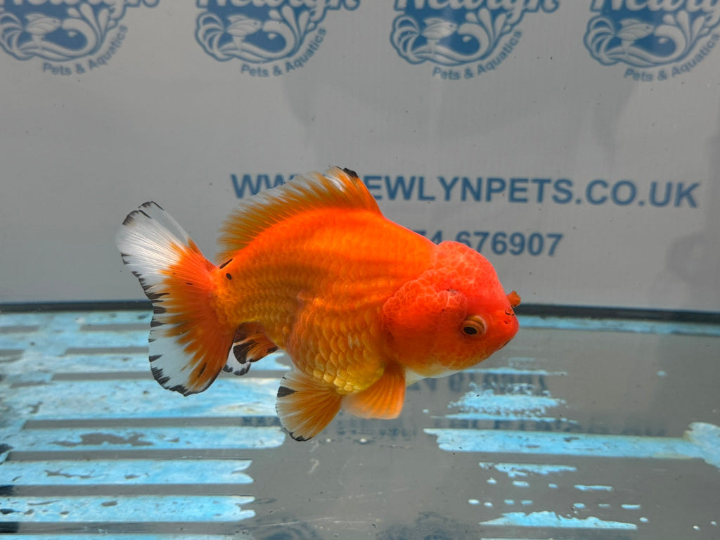 Oranda Short Tail 12cm OR1 (Fish in photo) - Newlyn-pets - Newlyn-pets - 