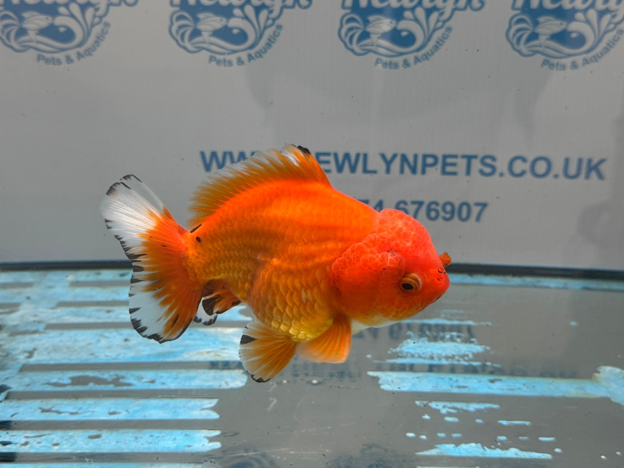 Oranda Short Tail 12cm OR1 (Fish in photo) - Newlyn-pets - Newlyn-pets - 
