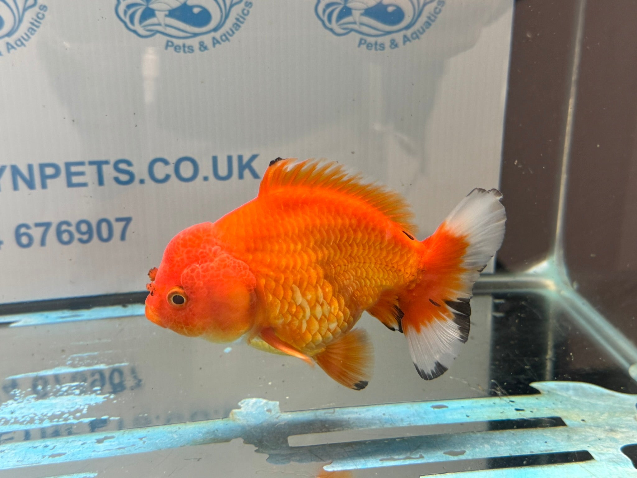 Oranda Short Tail 12cm OR1 (Fish in photo) - Newlyn-pets - Newlyn-pets - 