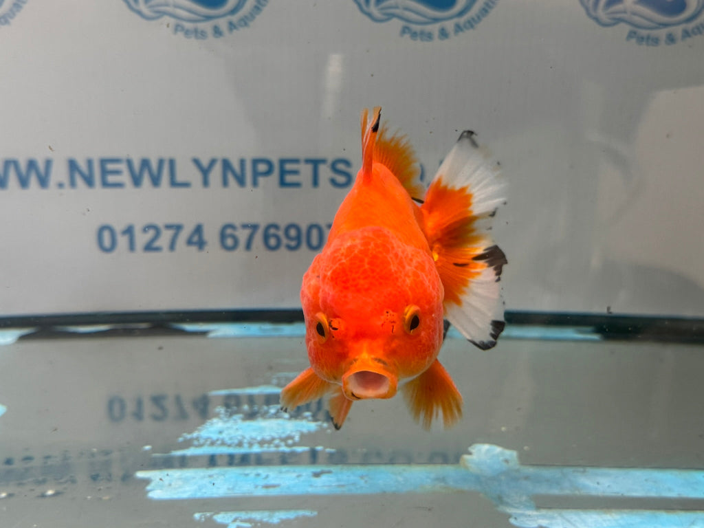 Oranda Short Tail 12cm OR1 (Fish in photo) - Newlyn-pets - Newlyn-pets - 