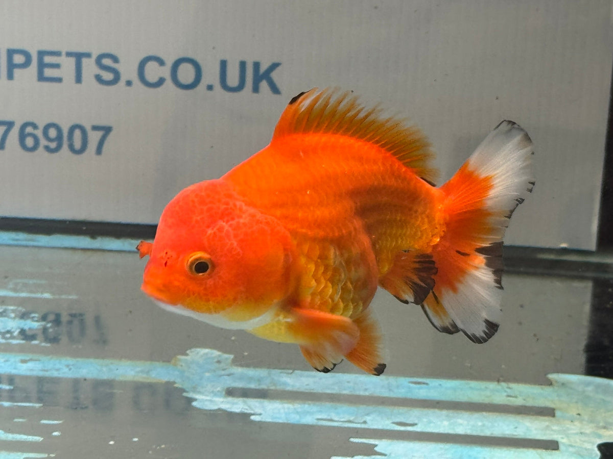 Oranda Short Tail 12cm OR1 (Fish in photo) - Newlyn-pets - Newlyn-pets - 