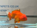 Oranda Short Tail 12cm OR1 (Fish in photo) - Newlyn-pets - Newlyn-pets - 