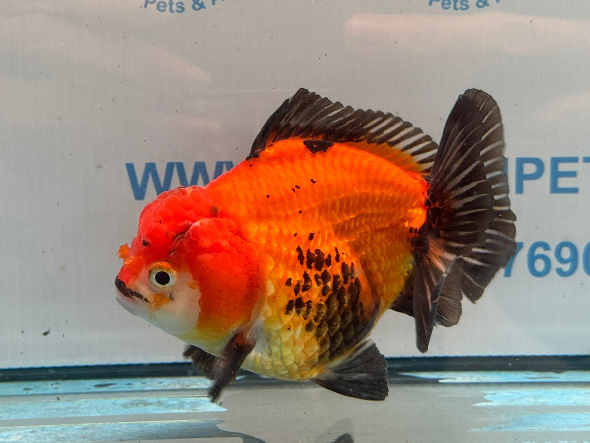 Oranda Short Tail 12cm OR3 (Fish in photo) - Newlyn-pets - Newlyn-pets - 