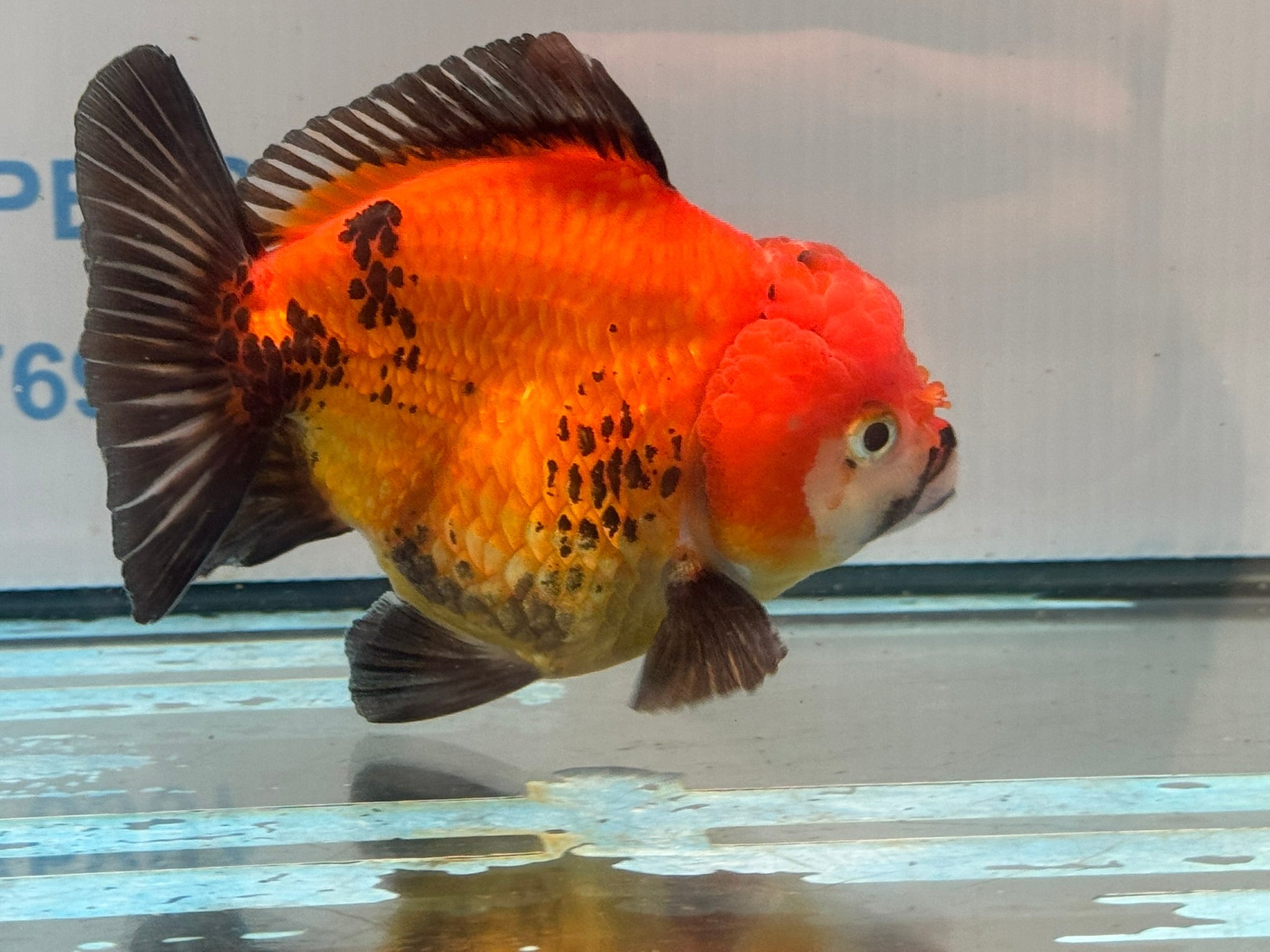 Oranda Short Tail 12cm OR3 (Fish in photo) - Newlyn-pets - Newlyn-pets - 